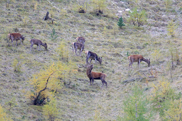 Bramito al Parco Nazionale