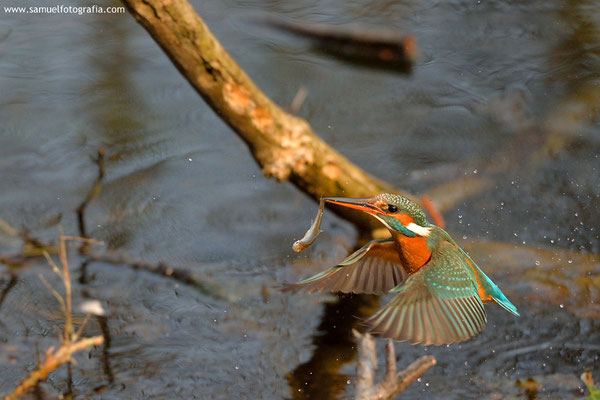 In volo con pesce