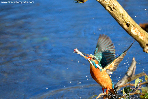 In volo con pesce