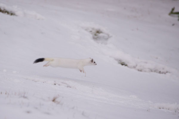 Salto nella neve