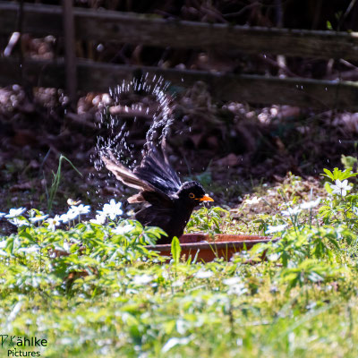 Amsel