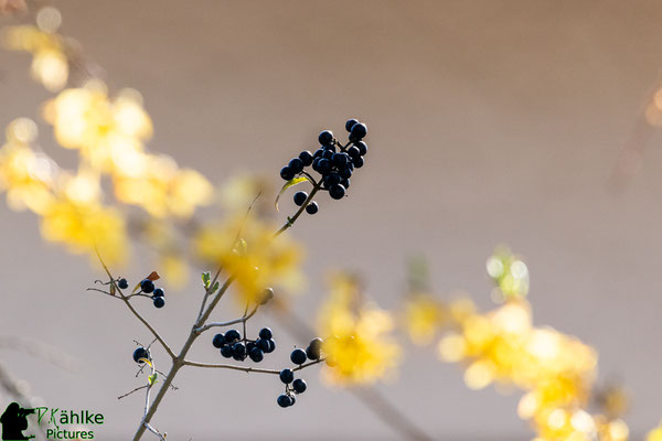 Canon 80D | Sigma 150-600 Contemporary (600mm) | Blende: F/ 7.1 | Belichtungszeit: 1/800sek. | ISO 1000