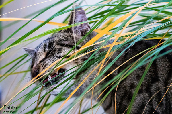 Katze
