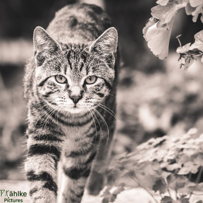 Katze