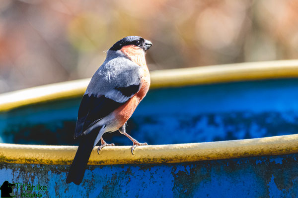 Canon 80D | Sigma 150-600 Contemporary (600mm) | Blende: F/ 6.3 | Belichtungszeit: 1/800sek. | ISO 1600