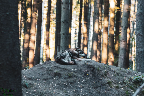 Wolf
