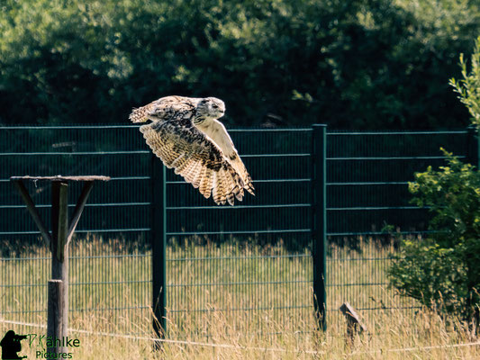 Blende: F/ 6.3 | Belichtungszeit: 1/2000sek. | ISO: 1250 | Brennweite: 300mm (KB: 600mm)