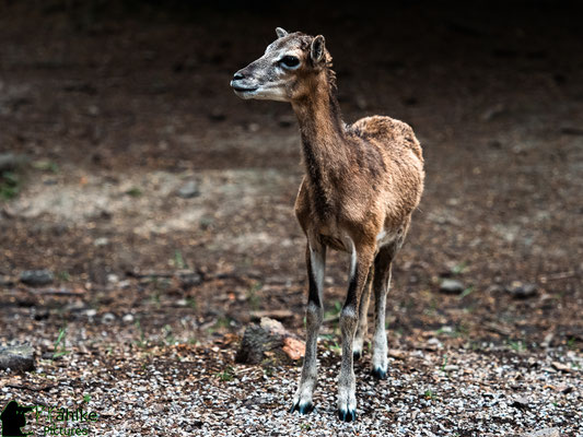 Blende: F/ 3.2 | Belichtungszeit: 1/400sek. | ISO: 500 | Brennweite: 100mm (KB: 200mm)