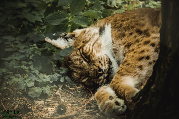 Luchs