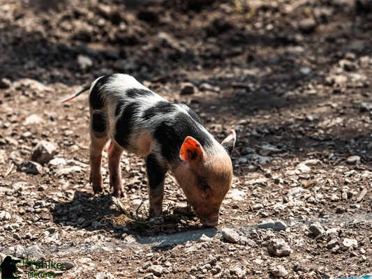 Blende: F/ 4 | Belichtungszeit: 1/1600sek. | ISO: 200 | Brennweite: 150mm (KB: 300mm)