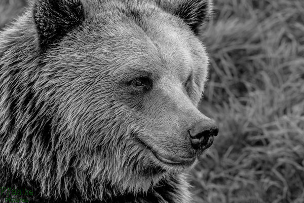 Bär