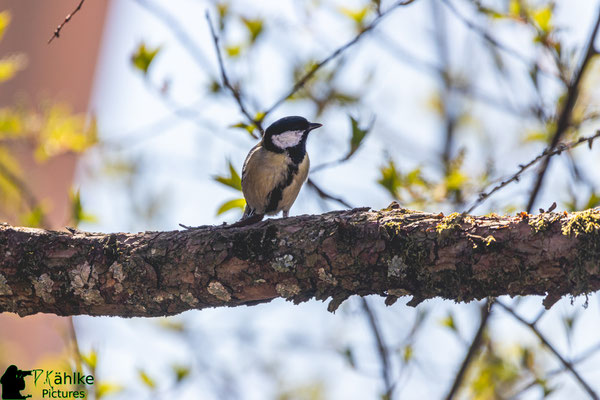 Canon 80D | Sigma 150-600 Contemporary (600mm) | Blende: F/ 6.3 | Belichtungszeit: 1/800sek. | ISO 200