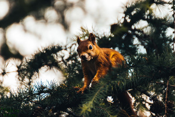 Eichhörnchen