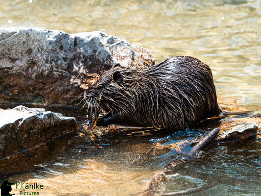 Blende: F/ 4 | Belichtungszeit: 1/1000sek. | ISO: 200 | Brennweite: 150mm (KB: 300mm)