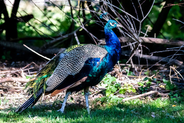 Pfau