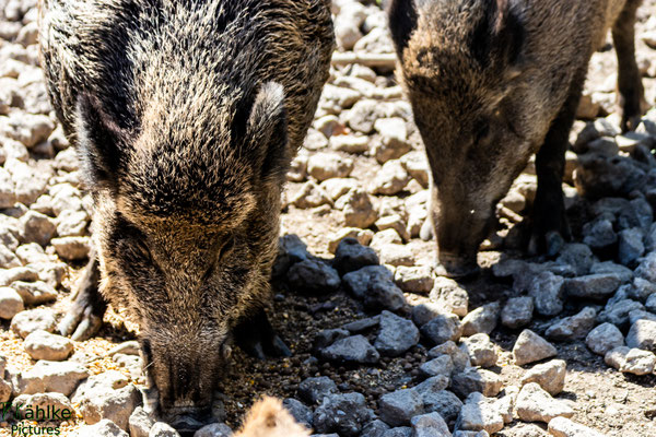 Wildschwein