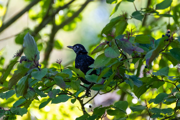 Amsel