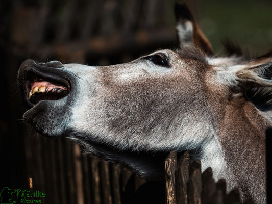 Blende: F/ 3.2 | Belichtungszeit: 1/5000sek. | ISO: 200 | Brennweite: 150mm (KB: 300mm)