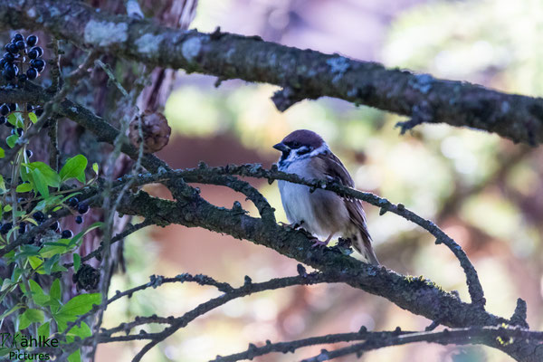 Spatz