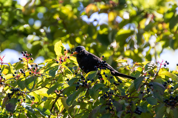 Amsel