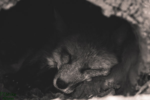 Fuchs