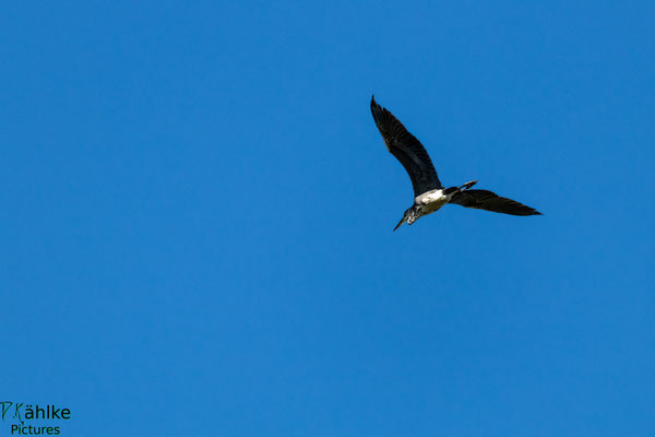 Storch