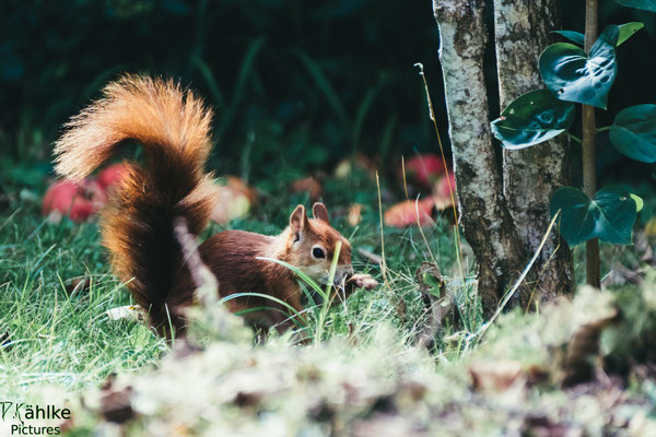 Eichhörnchen