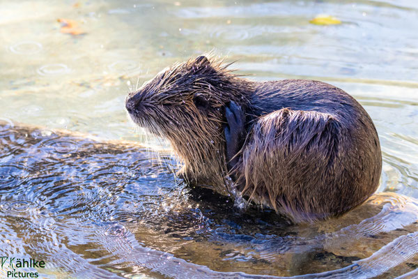 Nutria