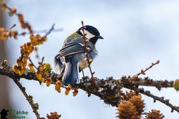 Canon 80D | Sigma 150-600 Contemporary (600mm) | Blende: F/ 6.3 | Belichtungszeit: 1/800sek. | ISO 500