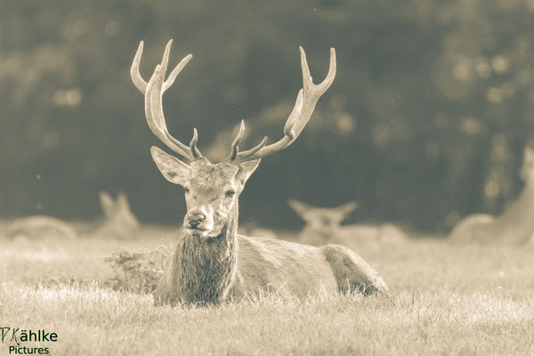 Hirsch