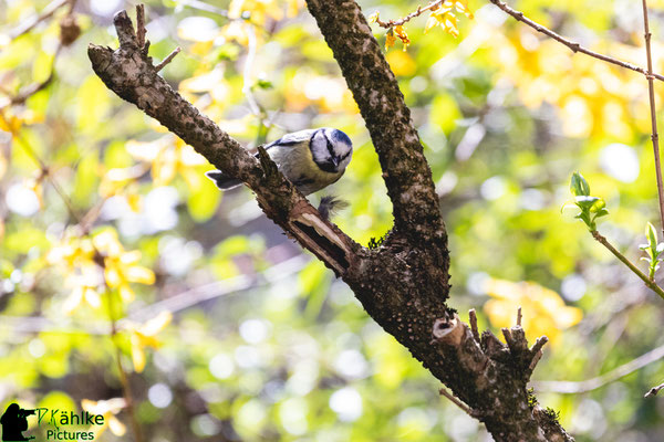 Canon 80D | Sigma 150-600 Contemporary (600mm) | Blende: F/ 6.3 | Belichtungszeit: 1/800sek. | ISO 1250