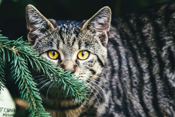 Katze