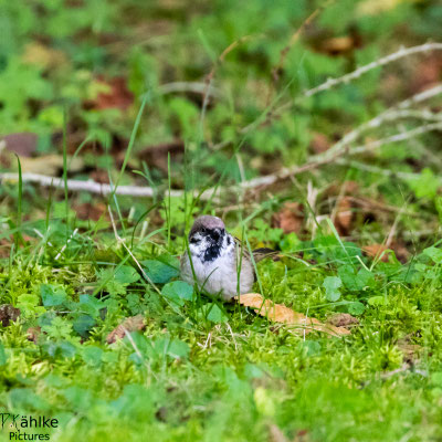 Spatz