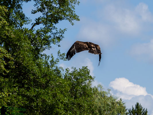 Blende: F/ 5.6 | Belichtungszeit: 1/2000sek. | ISO: 320 | Brennweite: 134mm (KB: 268mm)