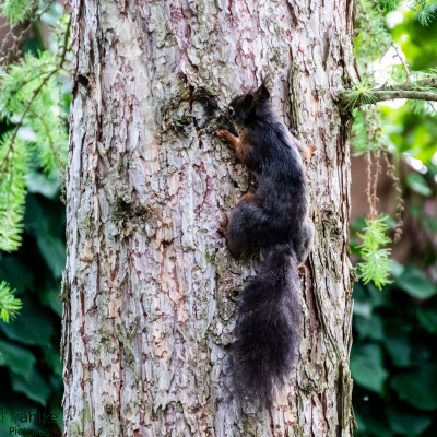 Eichhörnchen