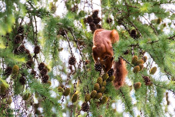 Eichhörnchen
