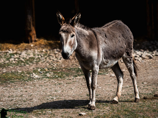 Blende: F/ 3.2 | Belichtungszeit: 1/6400sek. | ISO: 200 | Brennweite: 115mm (KB: 230mm)