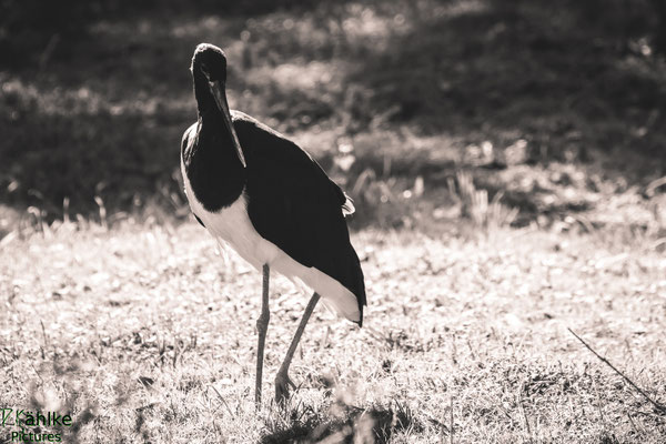 Storch