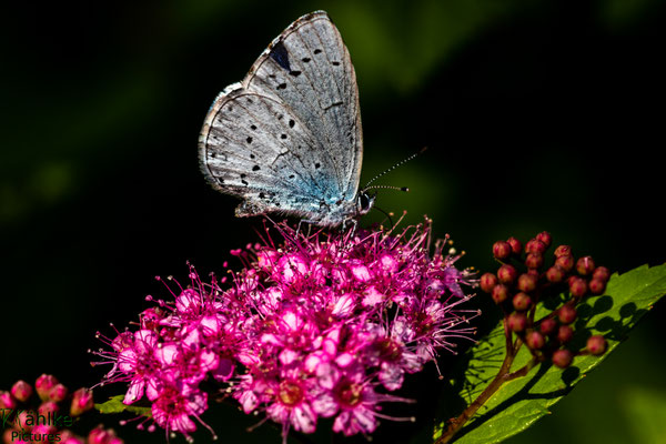 Schmetterling