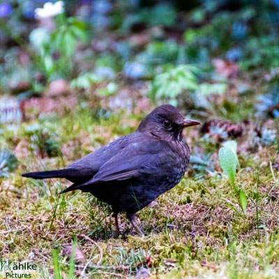 Amsel