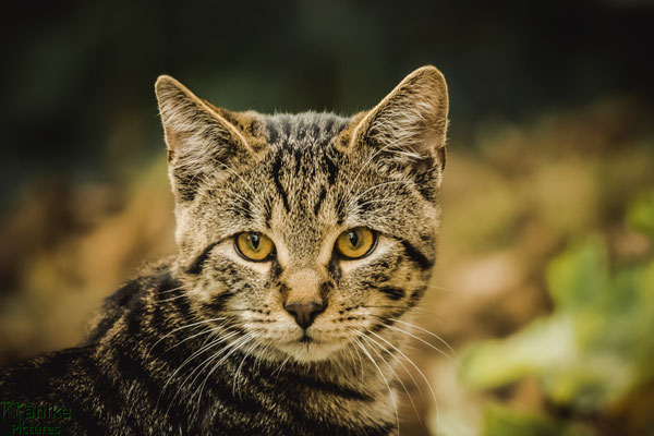 Katze