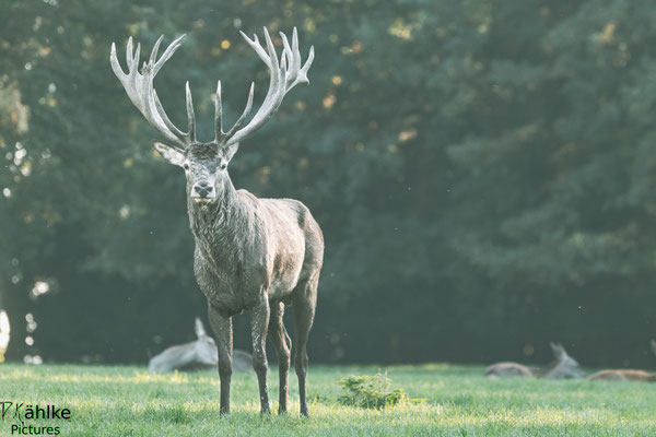 Hirsch