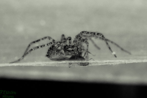 Spinne