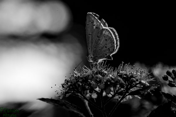 Schmetterling