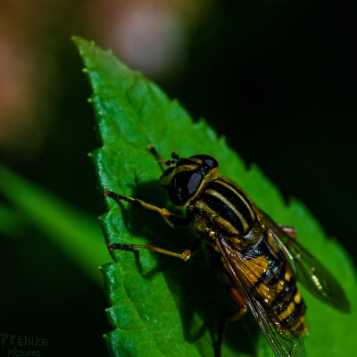 Fliege