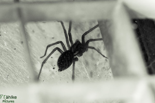 Spinne