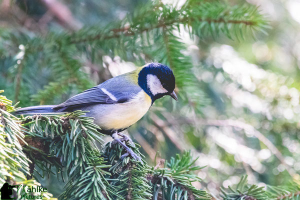 Canon 80D | Sigma 150-600 Contemporary (600mm) | Blende: F/ 6.3 | Belichtungszeit: 1/800sek. | ISO 4000