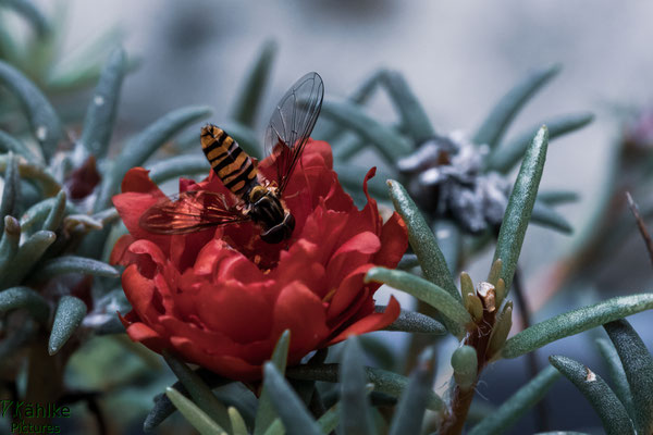 Schwebefliege