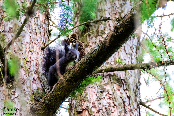 Eichhörnchen