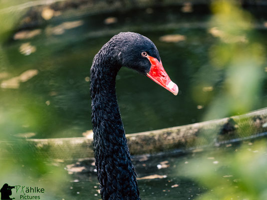 Blende: F/ 2.8 | Belichtungszeit: 1/1250sek. | ISO: 1250 | Brennweite: 150mm (KB: 300mm)